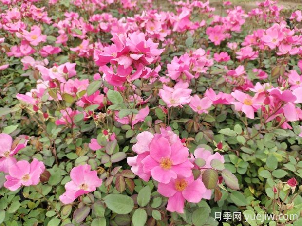 杏花村月季的優(yōu)缺點是什么？(圖1)