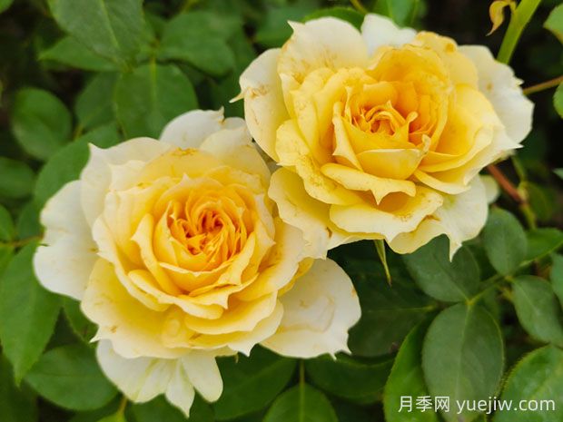 陽光古董月季的優(yōu)缺點(diǎn)是什么？(圖1)