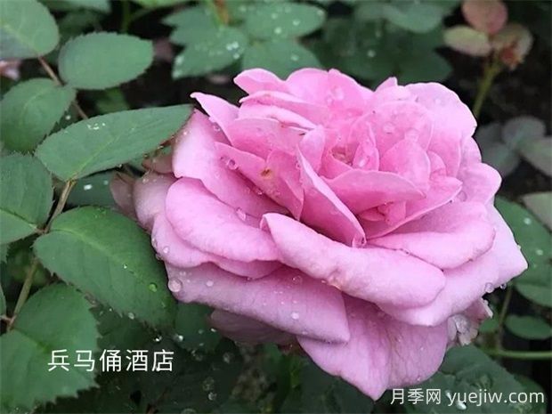 兵馬俑酒店月季的優(yōu)缺點是什么？(圖1)
