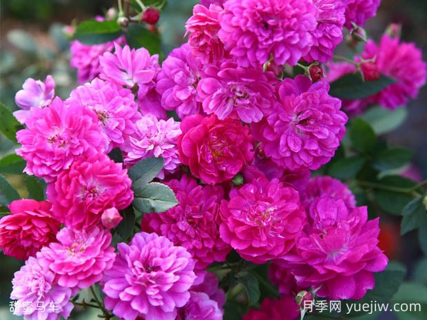 甜蜜馬車月季的優(yōu)缺點是什么？(圖1)