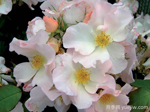 莎莉福爾摩斯月季的優(yōu)缺點是什么？(圖1)