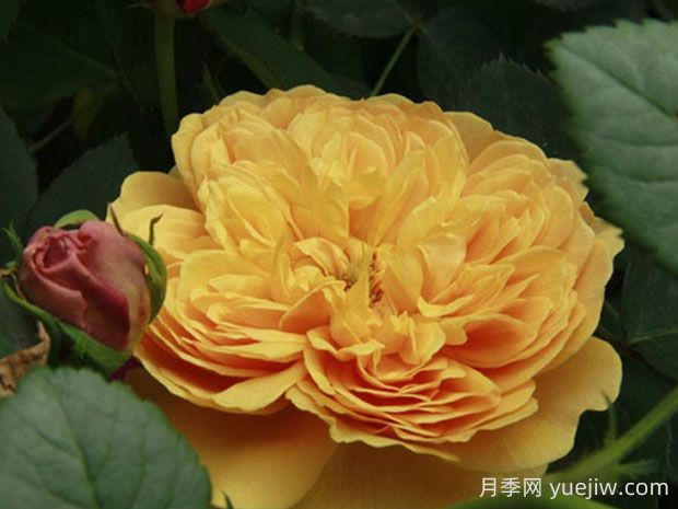 利亞圖圖月季的優(yōu)缺點是什么？(圖1)