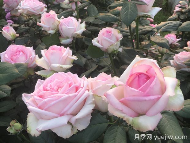 樂天派月季優(yōu)缺點(diǎn)有哪些？(圖1)