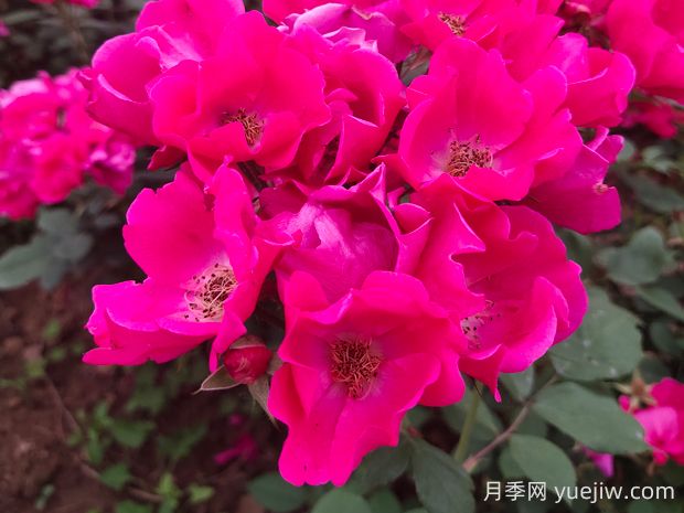 小桃紅月季的優(yōu)缺點是什么？(圖1)