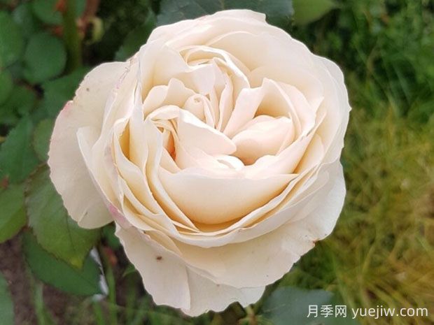 比利時公主月季的優(yōu)缺點是什么？(圖1)