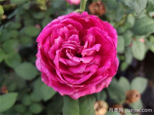 雙人芭蕾月季的優(yōu)缺點是什么？(圖1)