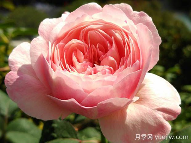 環(huán)月季的優(yōu)缺點(diǎn)是什么？(圖1)