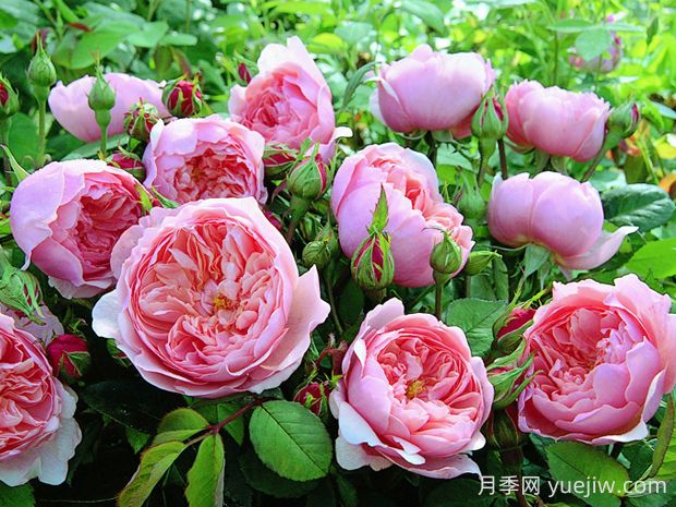 安尼克城堡月季的優(yōu)缺點(diǎn)是什么？(圖1)