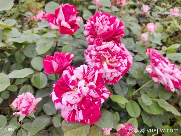 節(jié)日禮花月季的優(yōu)點有哪些？(圖1)