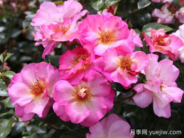 碧璽電氣石月季的優(yōu)缺點(diǎn)是什么？(圖1)