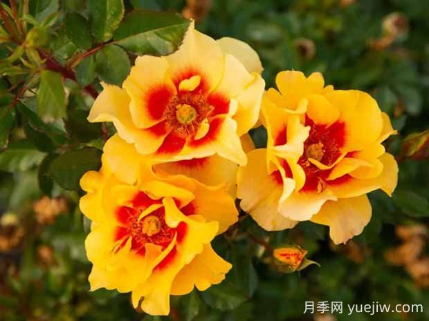 霞舞月季的優(yōu)缺點是什么？(圖1)