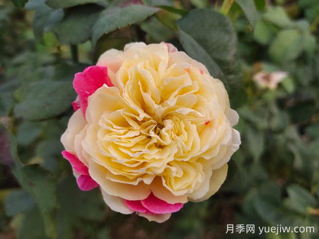 風(fēng)月月季的優(yōu)缺點(diǎn)是什么？(圖1)
