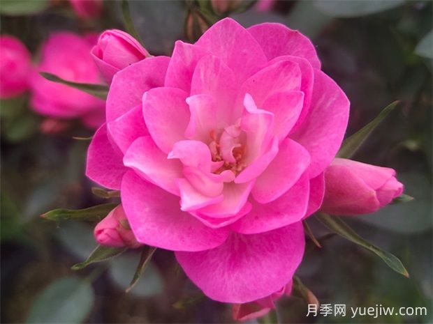 天荷繁星月季的優(yōu)缺點是什么？(圖1)