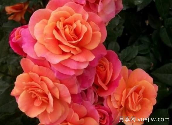 迪士尼樂園月季的優(yōu)缺點是什么？(圖1)