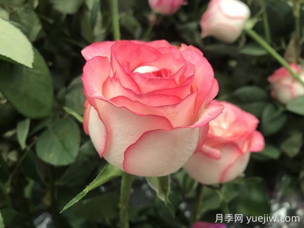 朱米莉亞月季的優(yōu)缺點(diǎn)是什么？(圖1)