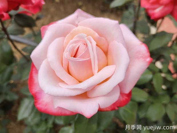 丹頂月季的優(yōu)缺點是什么？(圖1)