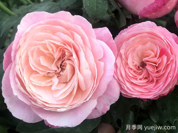 環(huán)美空月季的優(yōu)缺點是什么？(圖1)