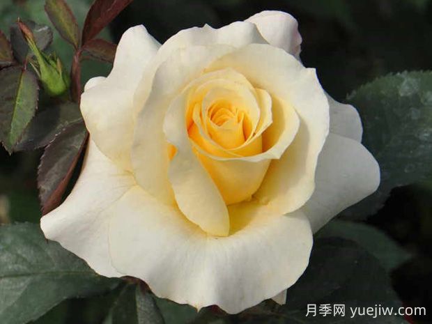 晴空月季的優(yōu)缺點是什么？(圖1)
