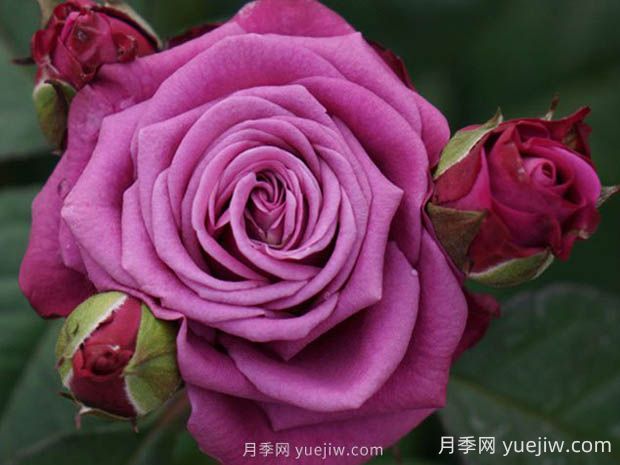 冥王星陽(yáng)臺(tái)月季的優(yōu)缺點(diǎn)是什么？(圖1)