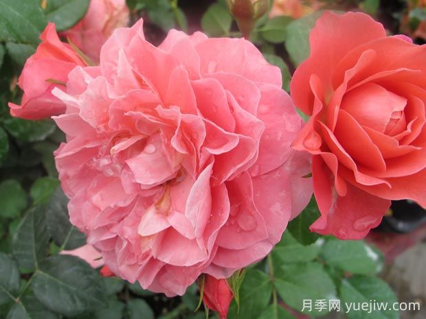 芳香王陽臺月季的優(yōu)缺點是什么？(圖1)