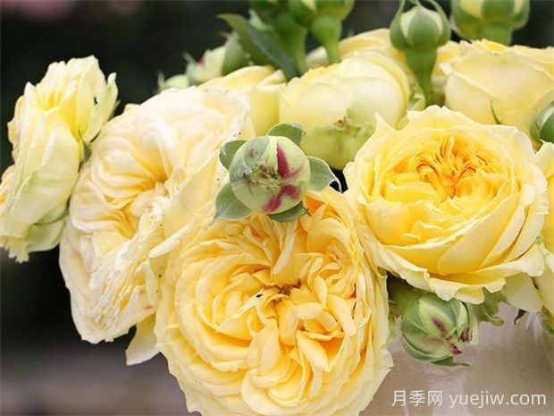 卡特琳娜月季的優(yōu)點是什么？(圖1)