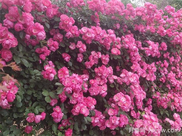 安吉拉月季的優(yōu)缺點(diǎn)是什么？(圖2)