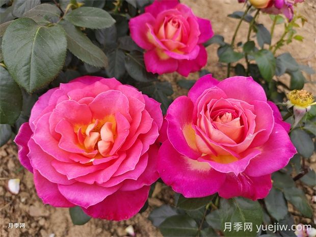 北極風神月季的優(yōu)缺點是什么？(圖1)