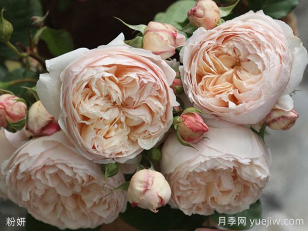 粉妍月季的優(yōu)缺點是什么？(圖1)