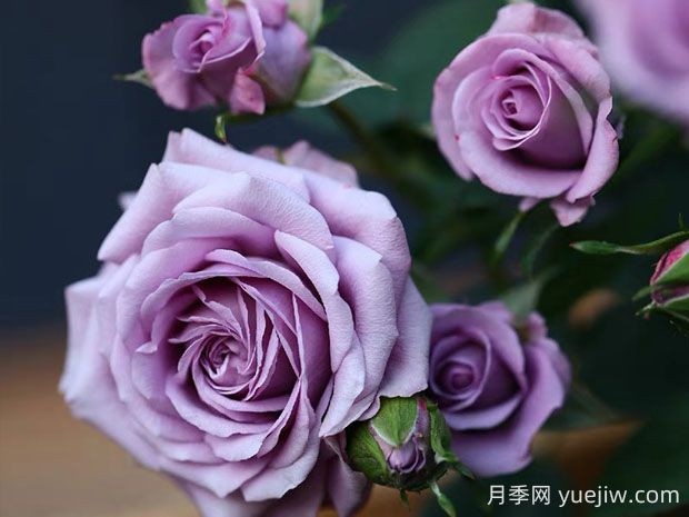 薰衣草女神月季的優(yōu)缺點是什么？(圖1)
