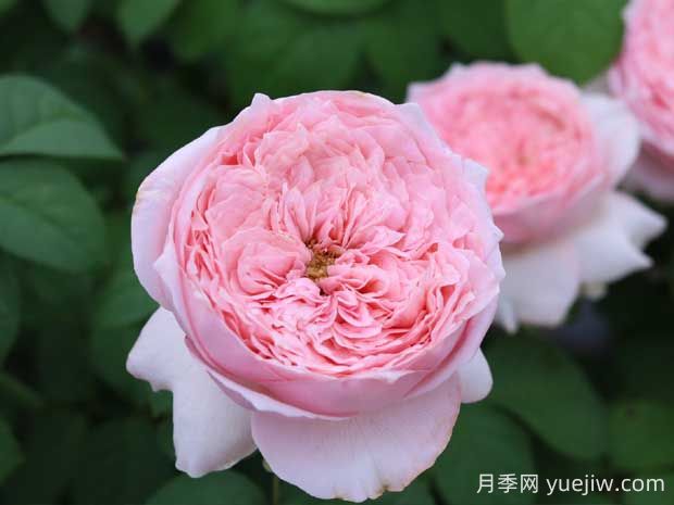 微醺月季的優(yōu)缺點(diǎn)是什么？(圖1)