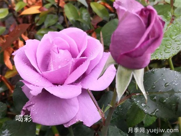 喝彩月季的優(yōu)缺點(diǎn)是什么？(圖1)