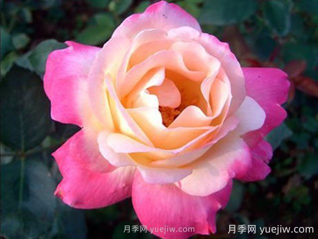 雜技表演月季的優(yōu)缺點是什么？(圖1)