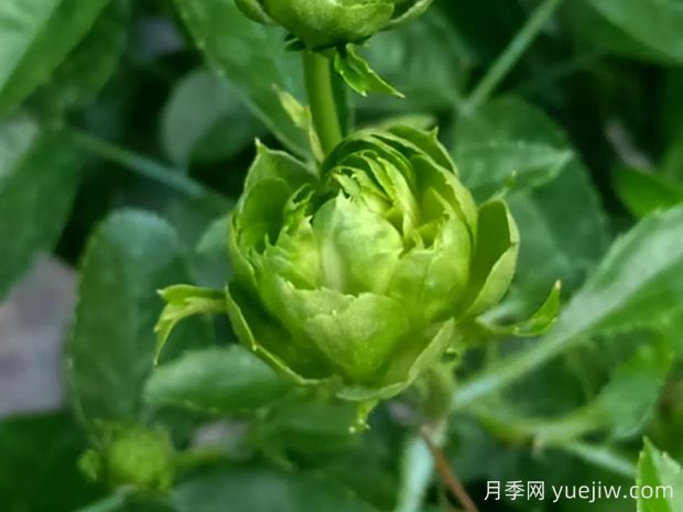 推薦10種美麗的綠色系月季，唯美清新，多款國月(圖3)