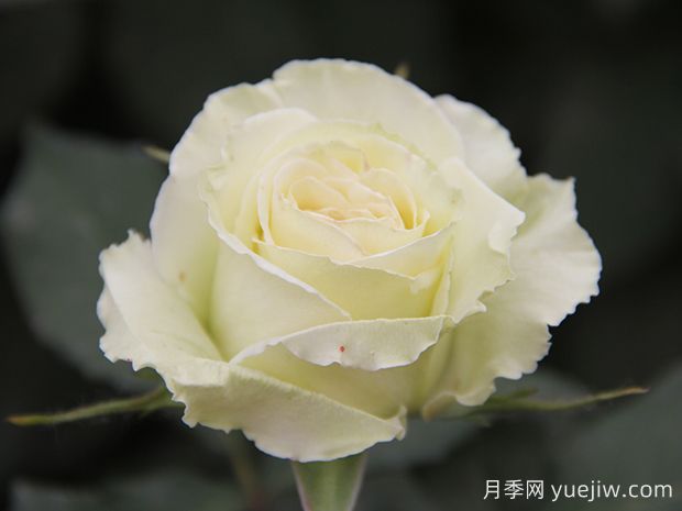 推薦10種美麗的綠色系月季，唯美清新，多款國月(圖6)