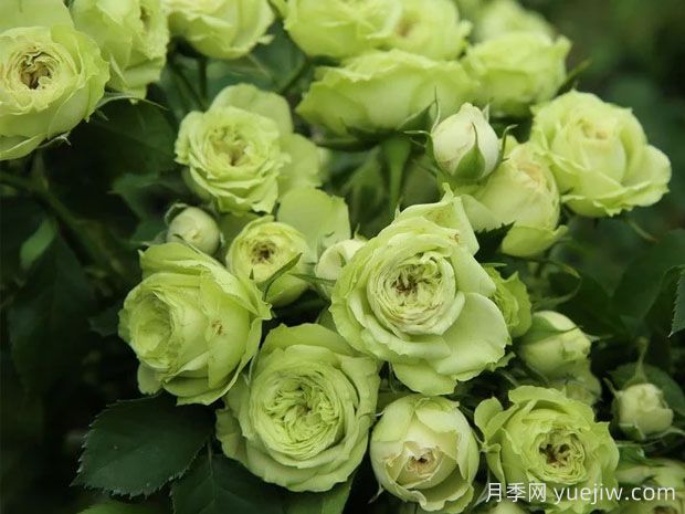 推薦10種美麗的綠色系月季，唯美清新，多款國月(圖9)