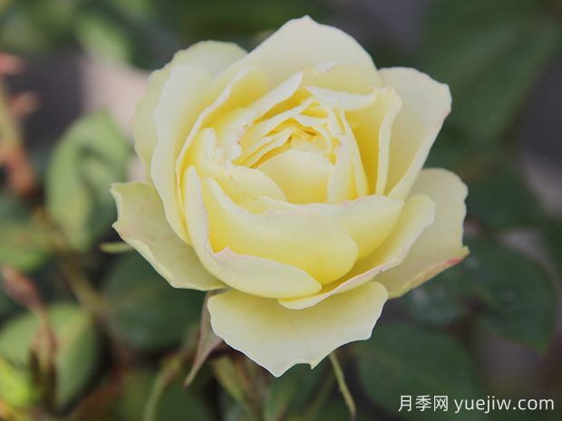 推薦6種綠色系月季品種，清新脫俗，難得一見(圖2)
