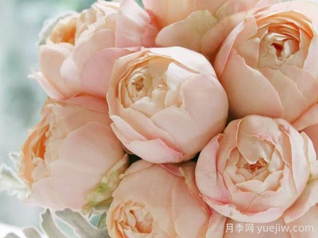 推薦10種杏色系月季品種，朵朵命中你(圖6)
