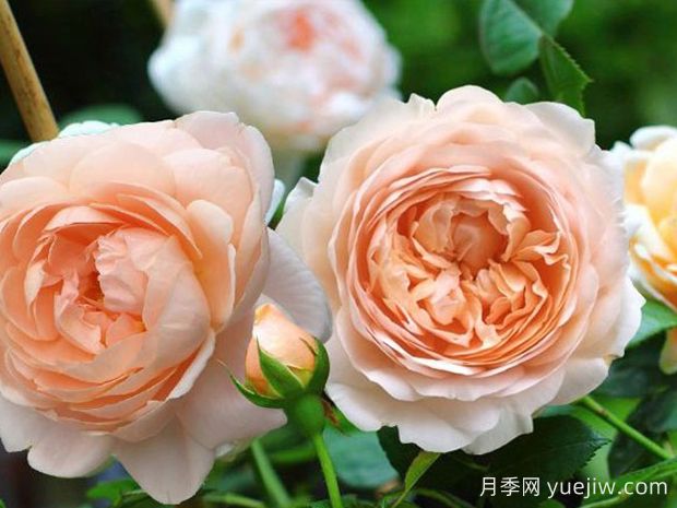推薦10種杏色系月季品種，朵朵命中你(圖5)