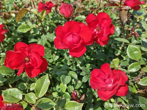 夏天養(yǎng)月季花害怕4種水，會把花澆死(圖1)