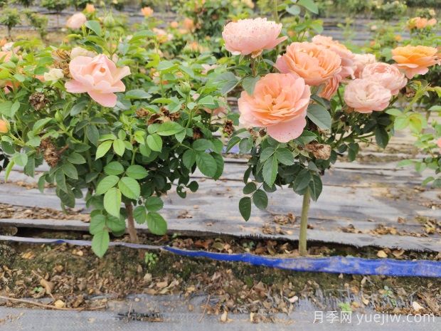 怎樣提高苗木成活率？ 花木嫁接注意事項(xiàng)(圖1)