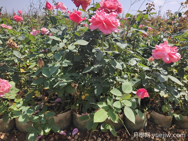 導(dǎo)致盆栽大花月季苗爛根的要素有什么？(圖1)