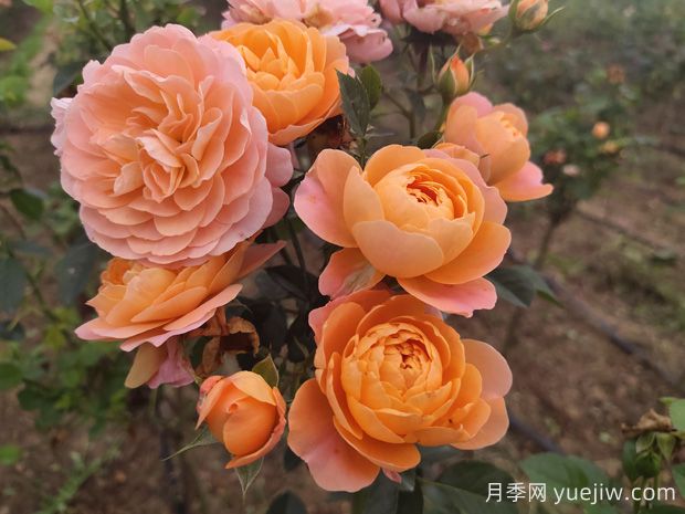 如何栽培適合初學(xué)者的月季花品種？(圖1)