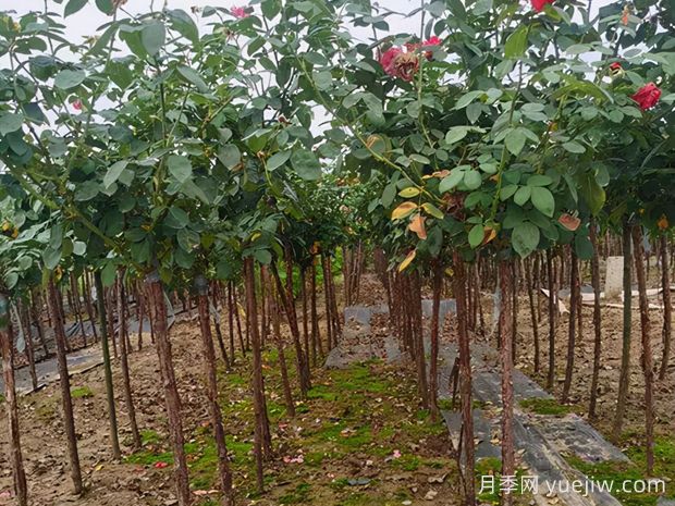 樹狀月季枝條干枯了怎么辦？(圖1)