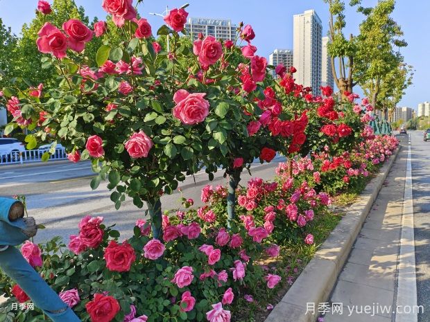 南陽月季，月季之鄉(xiāng)譽滿全球(圖1)