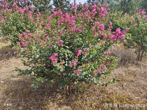 紫薇什么時候開花？(圖1)