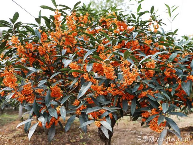 桂花樹會結(jié)果嗎？(圖1)