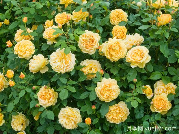 黃金慶典月季，艷麗爆花濃香的大型藤本月季(圖2)
