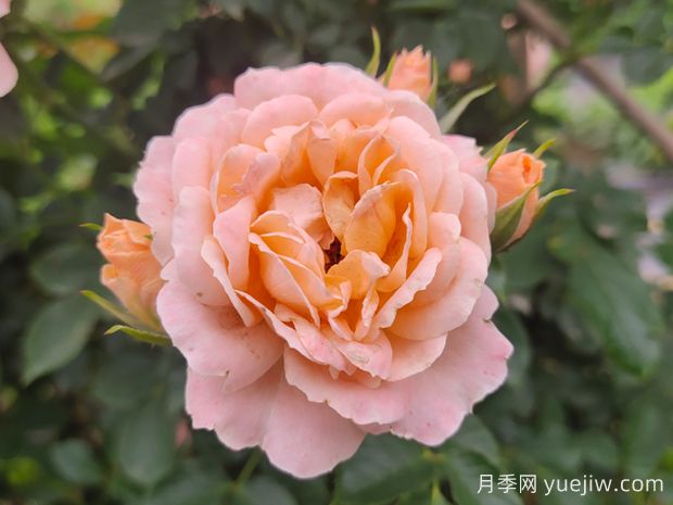 甜夢月季養(yǎng)護全攻略，打造夢幻花園(圖1)