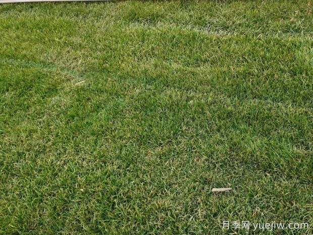 草坪可以在夏季伏天種植嗎？(圖1)