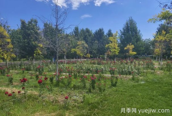 石河子市植物園月季園花開(kāi)盛景，誠(chéng)邀市民共賞(圖2)